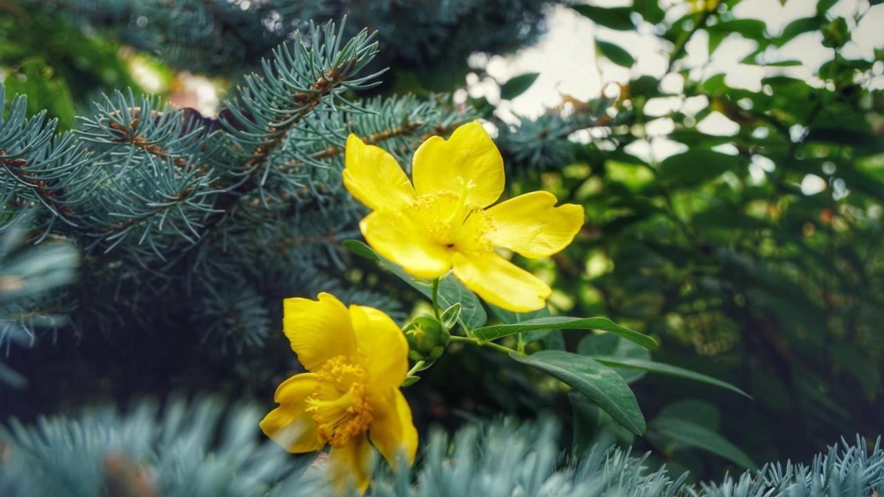 Bed & Breakfast Milu Кунео Экстерьер фото